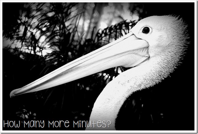 The Perth Zoo | How Many More Minutes?