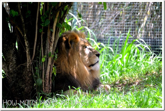 The Perth Zoo | How Many More Minutes?