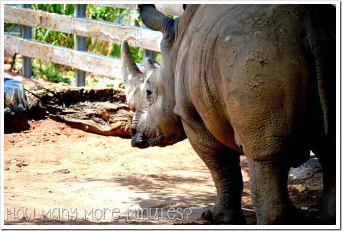 The Perth Zoo | How Many More Minutes?