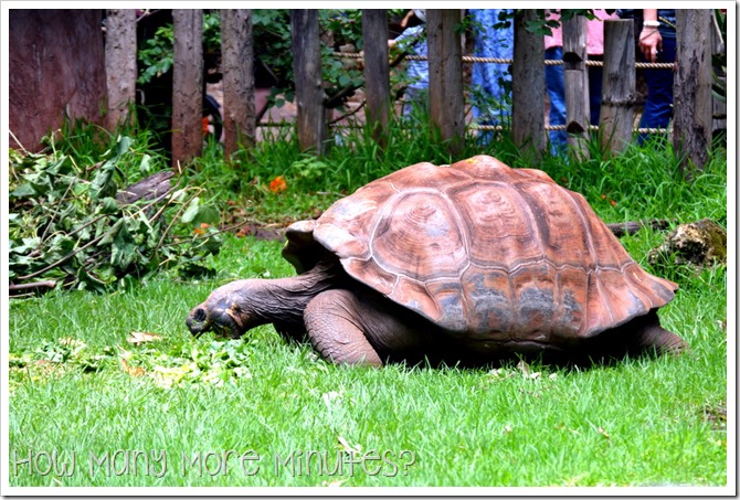 The Perth Zoo | How Many More Minutes?