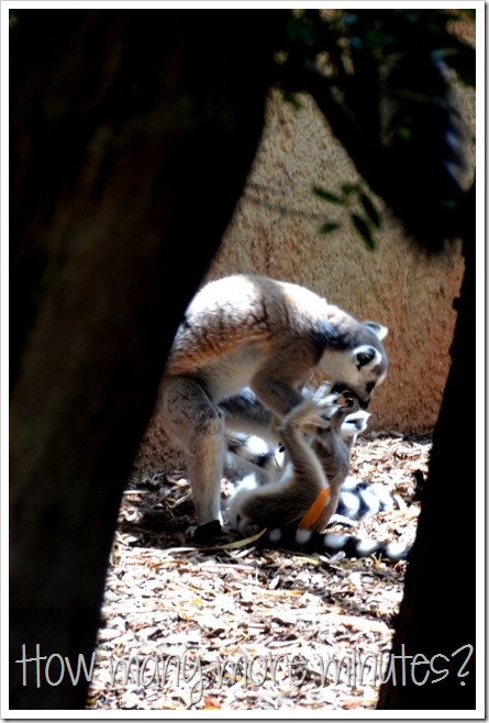 The Perth Zoo | How Many More Minutes?