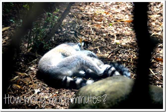 The Perth Zoo | How Many More Minutes?