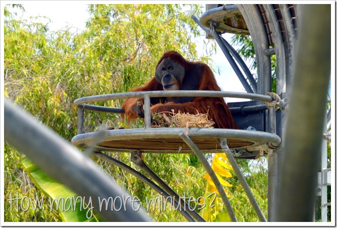 The Perth Zoo | How Many More Minutes?