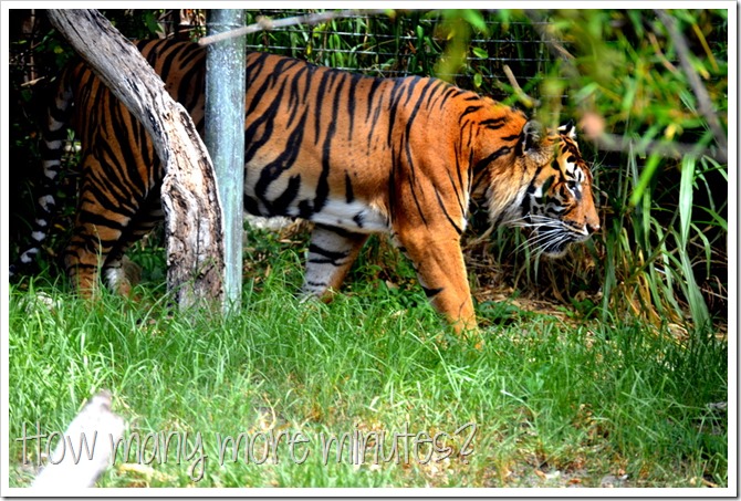 The Perth Zoo | How Many More Minutes?