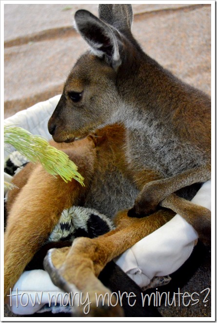 Baby Kangaroo Joeys in Pemberton | How Many More Minutes?