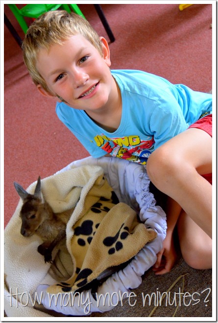 Baby Kangaroo Joeys in Pemberton | How Many More Minutes?