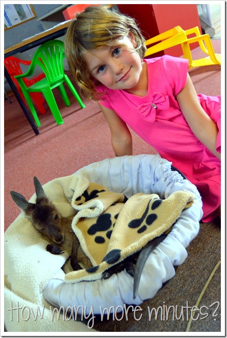 Baby Kangaroo Joeys in Pemberton | How Many More Minutes?