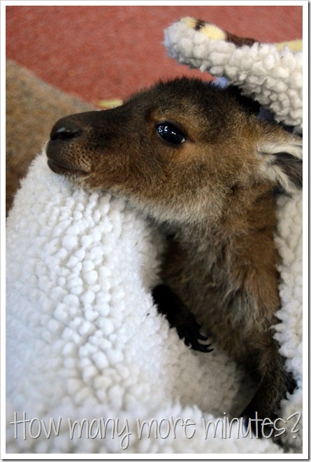 Baby Kangaroo Joeys in Pemberton | How Many More Minutes?