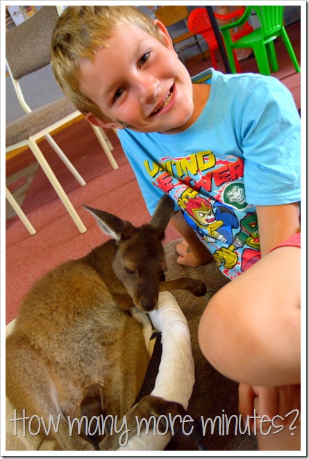 Baby Kangaroo Joeys in Pemberton | How Many More Minutes?