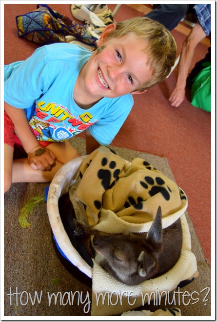 Baby Kangaroo Joeys in Pemberton | How Many More Minutes?