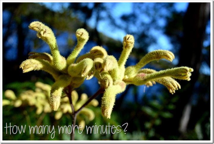 The Yeagarup Sand Dunes | How Many More Minutes?