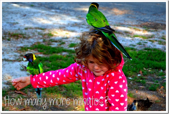 Birds and a Train in Pemberton | How Many More Minutes?