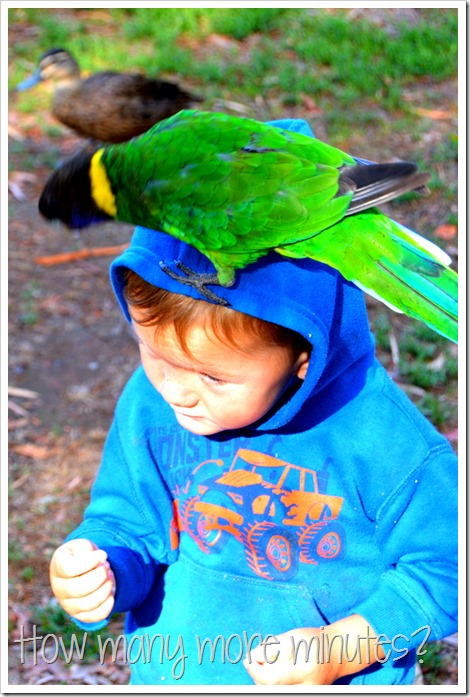 Birds and a Train in Pemberton | How Many More Minutes?