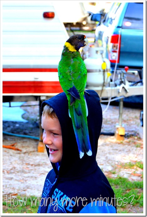 Birds and a Train in Pemberton | How Many More Minutes?