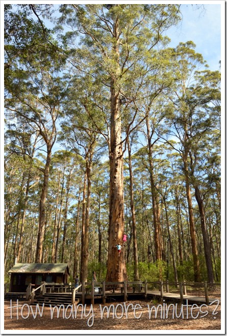 The Hugely Terrifying Diamond Tree Lookout | How Many More Minutes?