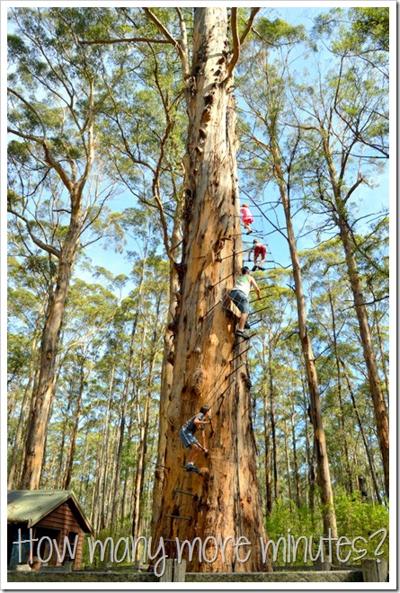 The Hugely Terrifying Diamond Tree Lookout | How Many More Minutes?