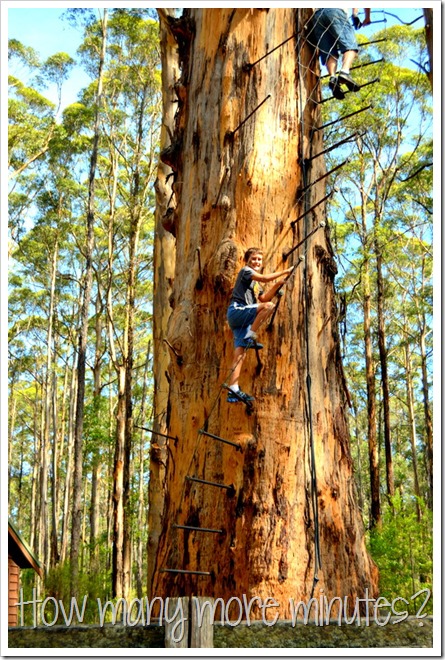 The Hugely Terrifying Diamond Tree Lookout | How Many More Minutes?