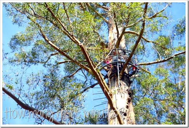 The Hugely Terrifying Diamond Tree Lookout | How Many More Minutes?