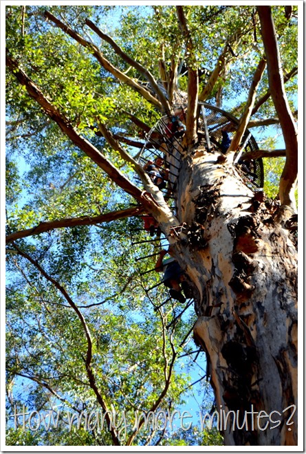 The Hugely Terrifying Diamond Tree Lookout | How Many More Minutes?