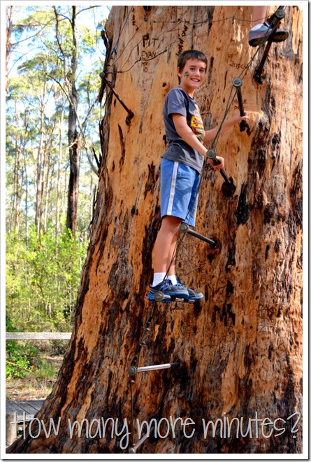 The Hugely Terrifying Diamond Tree Lookout | How Many More Minutes?