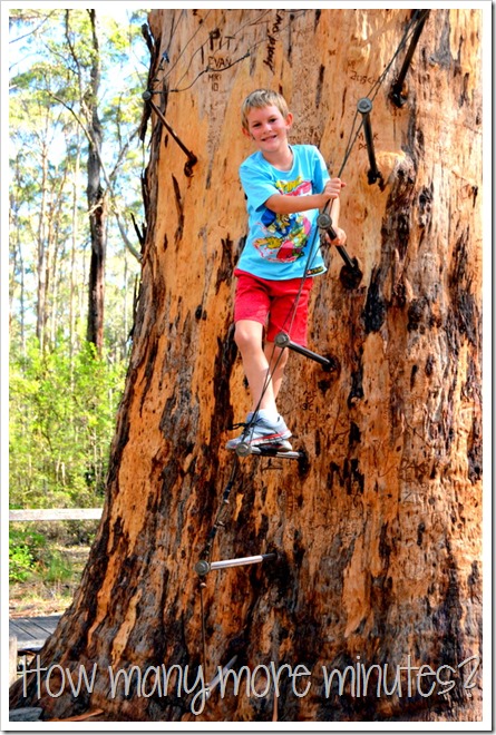 The Hugely Terrifying Diamond Tree Lookout | How Many More Minutes?